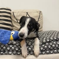 ASTERIX, chien à adopter