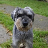 BOOM BOOM CHAO, chien à adopter