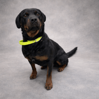 RUBY, chienne à adopter