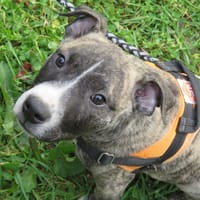 MAA 3568, chien à adopter