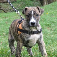 MAA 3563, chien à adopter