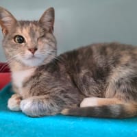 Princesse, chatte à adopter