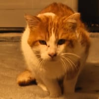 ROUROU, chat à adopter