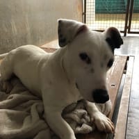 Russel, chien à adopter