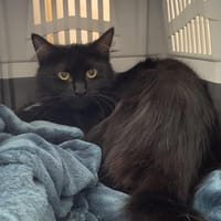 Pomponette, chatte à adopter