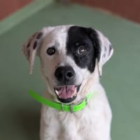 PRINCESSE, chienne à adopter