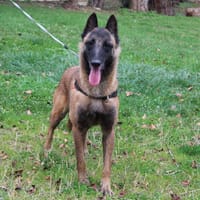 RAIMA, chienne à adopter