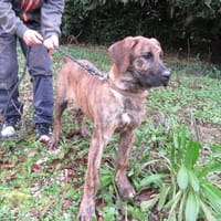 TAC, chien à adopter