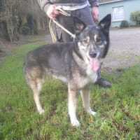 Scally, chienne à adopter