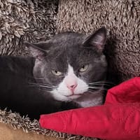 STRAVINSKY, chat à adopter