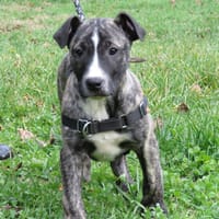 MAA 3562, chien à adopter