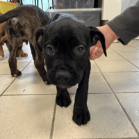 ASSIA, chienne à adopter