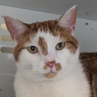 Simon, chat à adopter