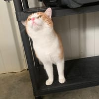 Quizz, chat à adopter