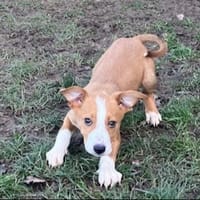 NORA OAA19915, chienne à adopter