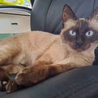 Neige, chatte à adopter