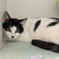 GALAXY, chat à adopter