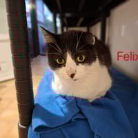 Félix, chat à adopter