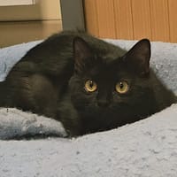 FELIA, chatte à adopter