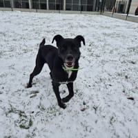 SHARKO, chien à adopter