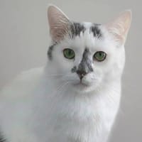 WETAS CHA D, chat à adopter