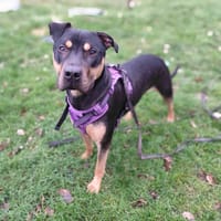 GATOR dit ATLAS VAA, chien à adopter