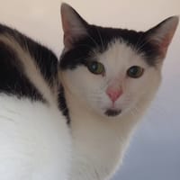 MANTE CHA, chatte à adopter