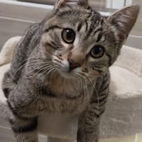 MEXICO, chat à adopter