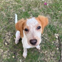 ACAÏ, chiot femelle Croisée Épagneul, chienne à adopter