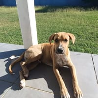 ATCHI, chiot Berger Créole mâle, chien à adopter