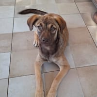 LUNE, chiot Femelle Berger Créole, chienne à adopter