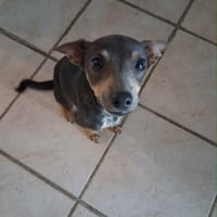 TITOU, chien à adopter