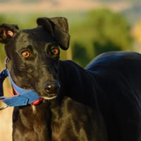 ARGES, chienne à adopter