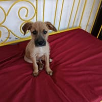 🐾 À L’ADOPTION – ASHER, adorable boule d’amour 🐾, chien à adopter