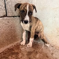 🐾 À L’ADOPTION – BANJA 🐾, chien à adopter