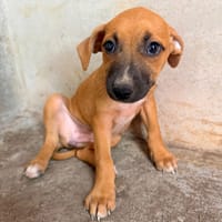 🐾 À L’ADOPTION – DIVA 🐾, chienne à adopter