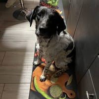 IVY, chienne à adopter