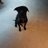 CHARLY, chien à adopter