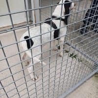 MILOU, chien à adopter