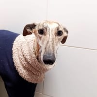 MIKA, chienne à adopter