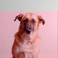 VEGA, chienne à adopter