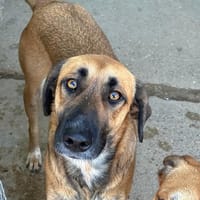 VELVET, chienne à adopter