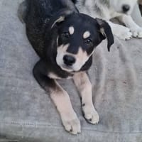 LOCKI, chien à adopter