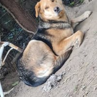 AKIRA, chienne à adopter