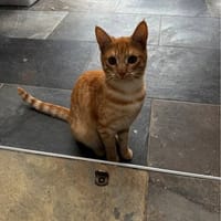 VICKY, chatte à adopter