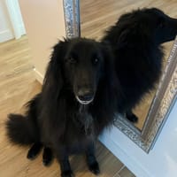 NOVA, chienne à adopter