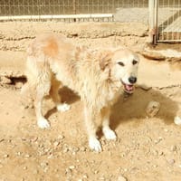 GOMEZ, chien à adopter