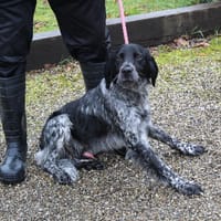CLINT, chien à adopter