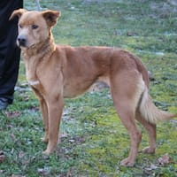 SCRATCH, chien à adopter