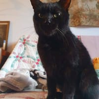 Ginko, chat à adopter